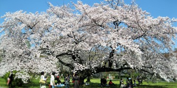 桜ー日本の国華