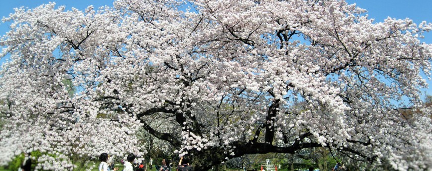 桜ー日本の国華